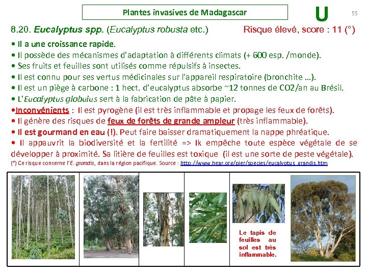 Plantes invasives de Madagascar U 55 8. 20. Eucalyptus spp. (Eucalyptus robusta etc. )