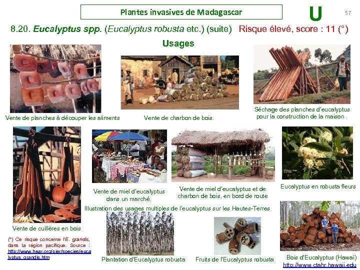 U Plantes invasives de Madagascar 57 8. 20. Eucalyptus spp. (Eucalyptus robusta etc. )