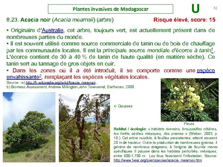 Plantes invasives de Madagascar U 61 8. 23. Acacia noir (Acacia mearnsii) (arbre) Risque