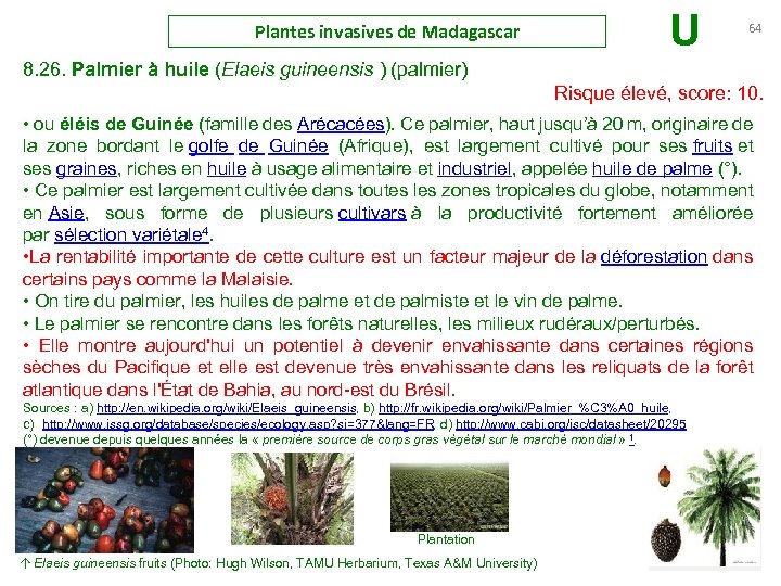 Plantes invasives de Madagascar U 64 8. 26. Palmier à huile (Elaeis guineensis )