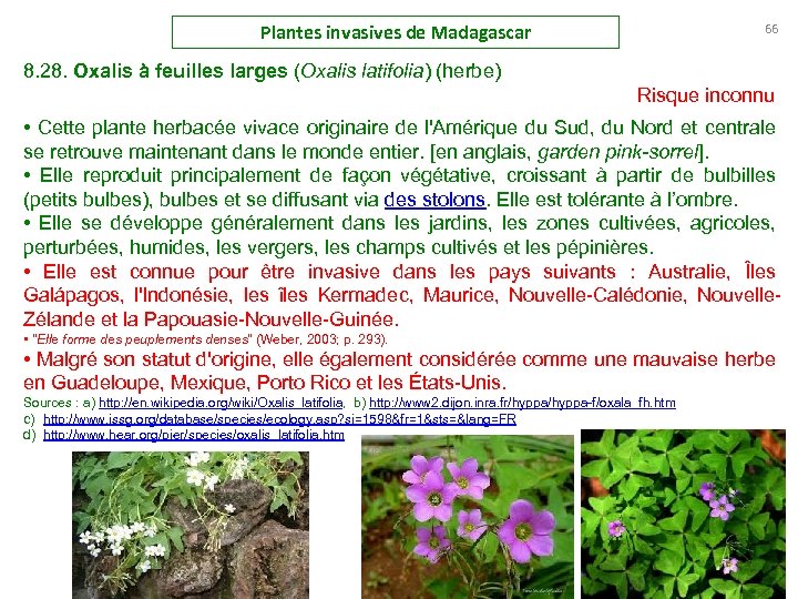 Plantes invasives de Madagascar 66 8. 28. Oxalis à feuilles larges (Oxalis latifolia) (herbe)