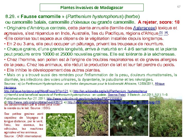 Plantes invasives de Madagascar 67 8. 29. « Fausse camomille » (Parthenium hysterophorus) (herbe)