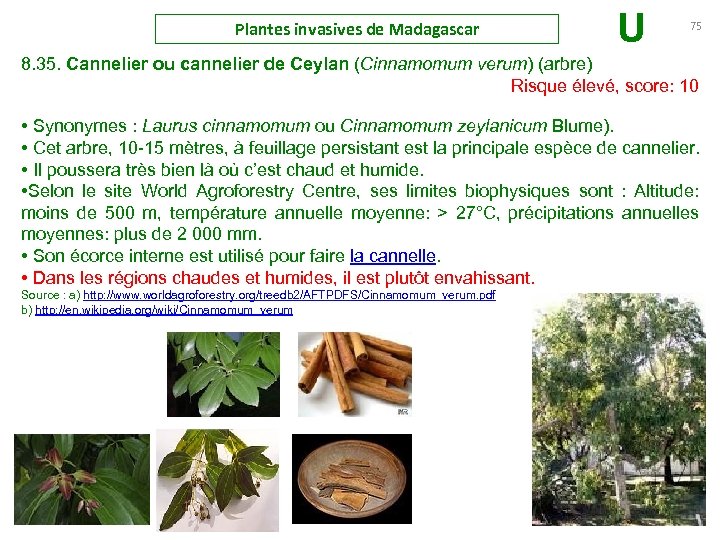 Plantes invasives de Madagascar U 75 8. 35. Cannelier ou cannelier de Ceylan (Cinnamomum