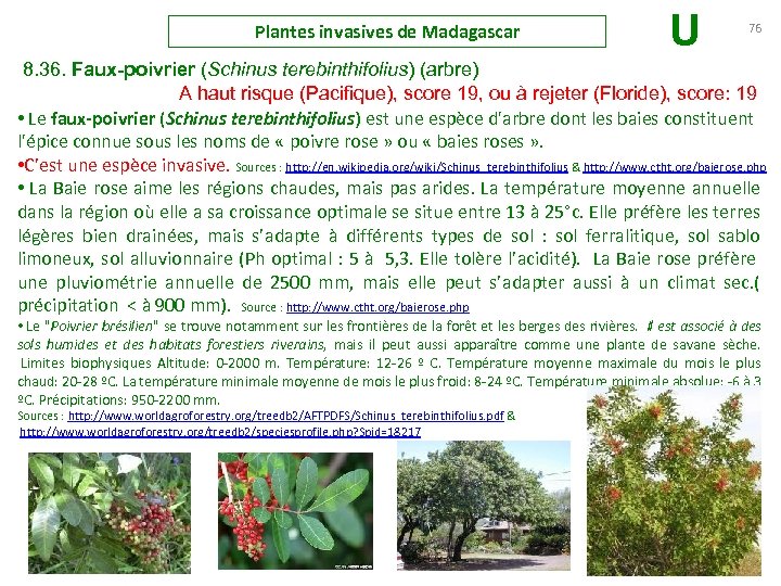 Plantes invasives de Madagascar U 76 8. 36. Faux-poivrier (Schinus terebinthifolius) (arbre) A haut