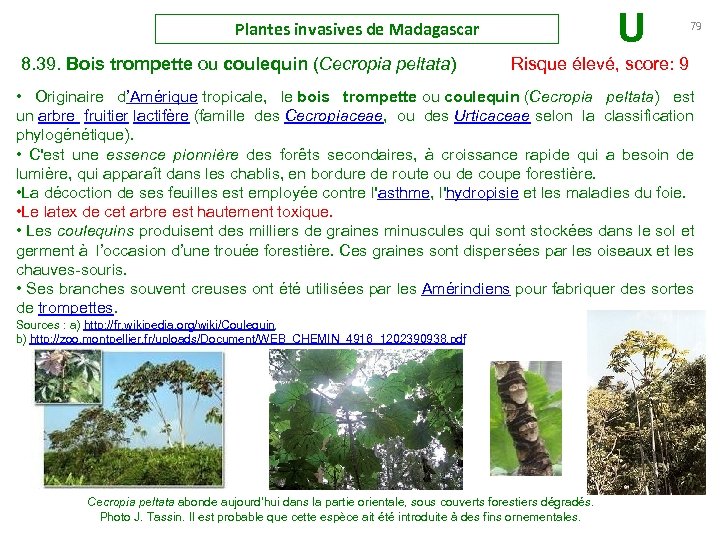 Plantes invasives de Madagascar U 79 8. 39. Bois trompette ou coulequin (Cecropia peltata)
