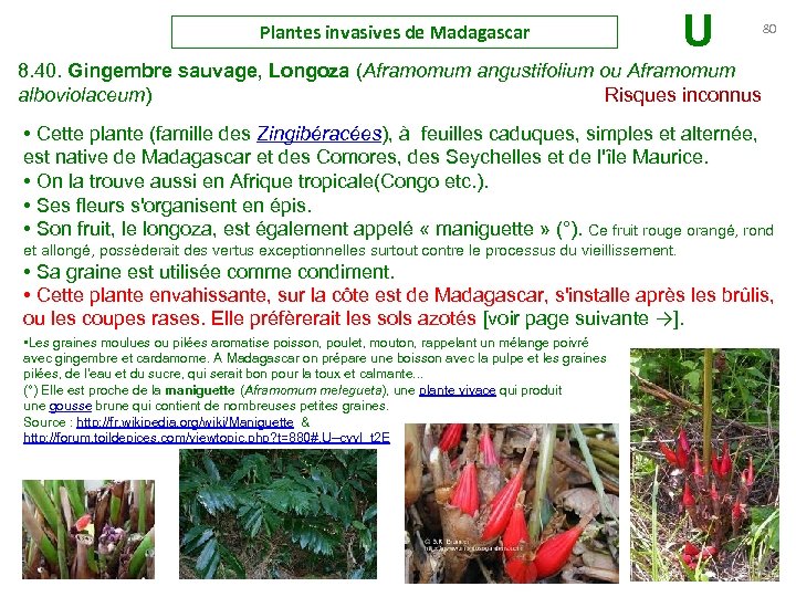 Plantes invasives de Madagascar U 80 8. 40. Gingembre sauvage, Longoza (Aframomum angustifolium ou