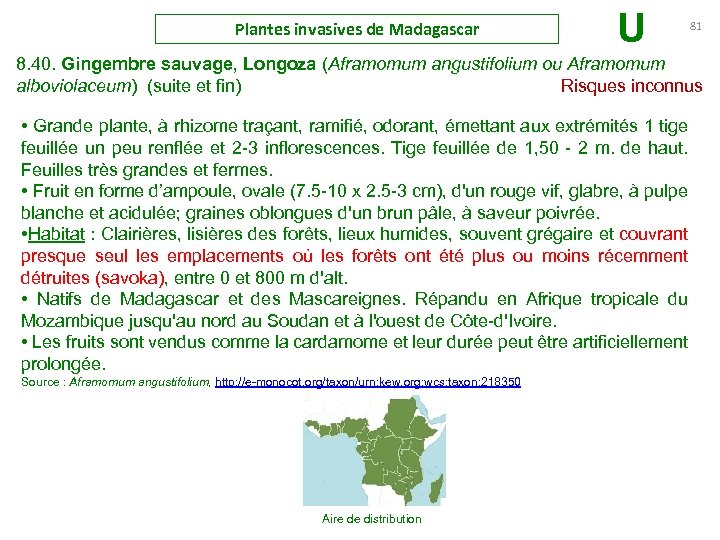 Plantes invasives de Madagascar U 81 8. 40. Gingembre sauvage, Longoza (Aframomum angustifolium ou