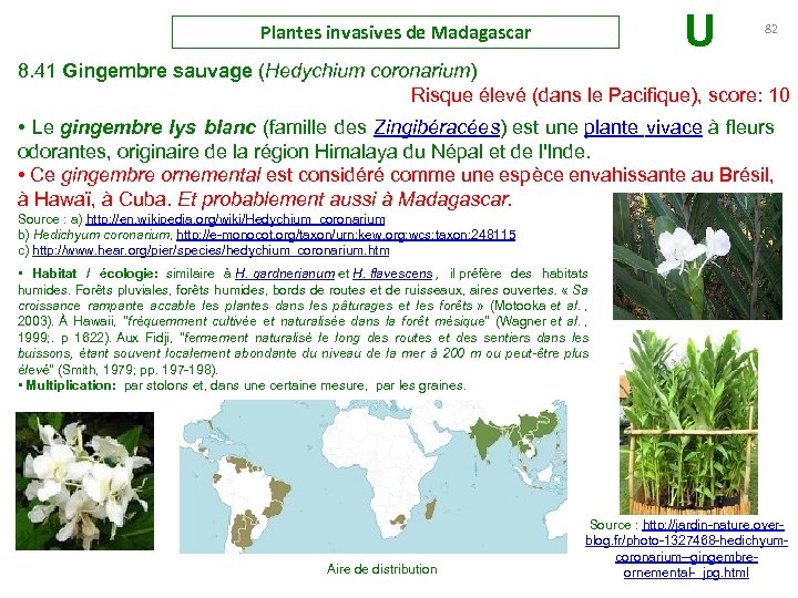 U Plantes invasives de Madagascar 82 8. 41 Gingembre sauvage (Hedychium coronarium) Risque élevé