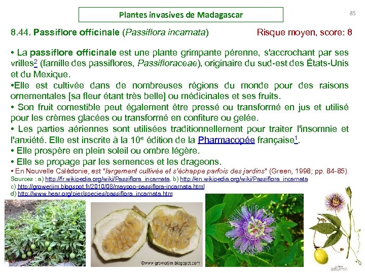 Plantes invasives de Madagascar 85 8. 44. Passiflore officinale (Passiflora incarnata) Risque moyen, score: