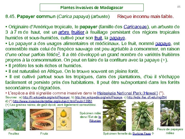 Plantes invasives de Madagascar 86 8. 45. Papayer commun (Carica papaya) (arbuste) Risque inconnu