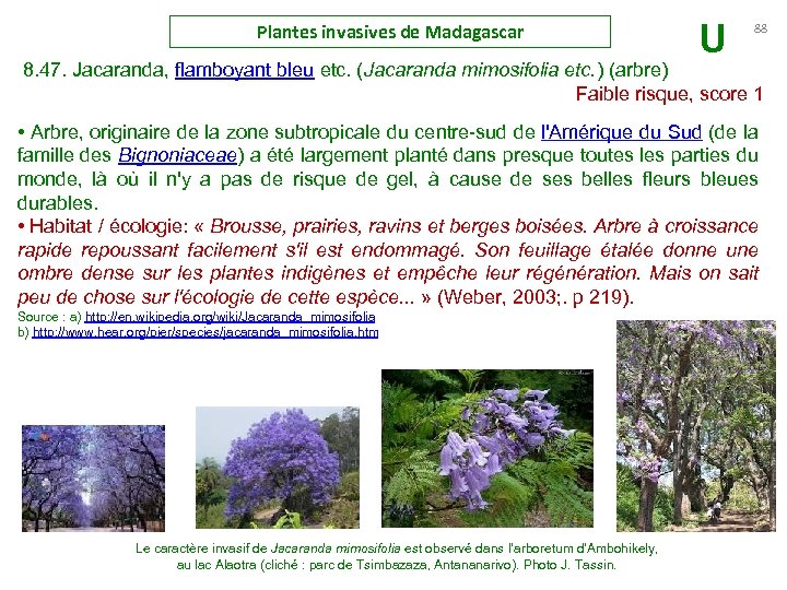 Plantes invasives de Madagascar U 88 8. 47. Jacaranda, flamboyant bleu etc. (Jacaranda mimosifolia