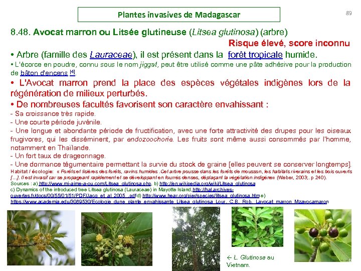Plantes invasives de Madagascar 89 8. 48. Avocat marron ou Litsée glutineuse (Litsea glutinosa)