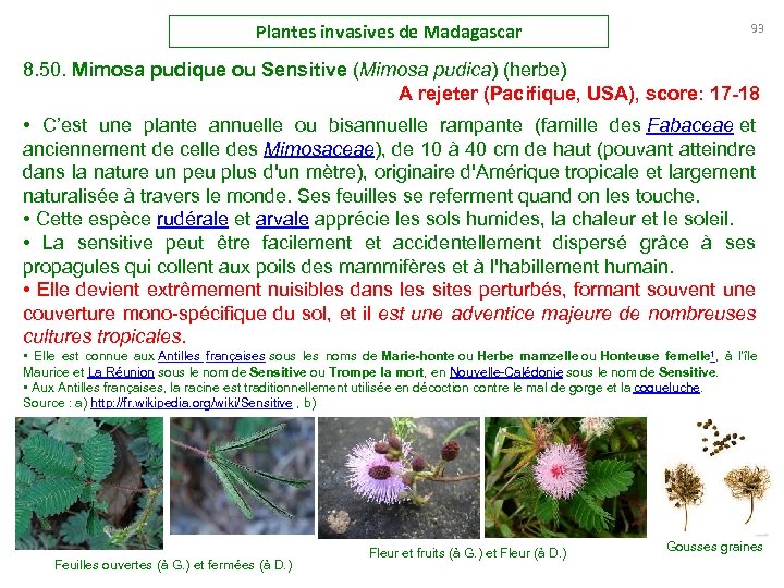 Plantes invasives de Madagascar 93 8. 50. Mimosa pudique ou Sensitive (Mimosa pudica) (herbe)