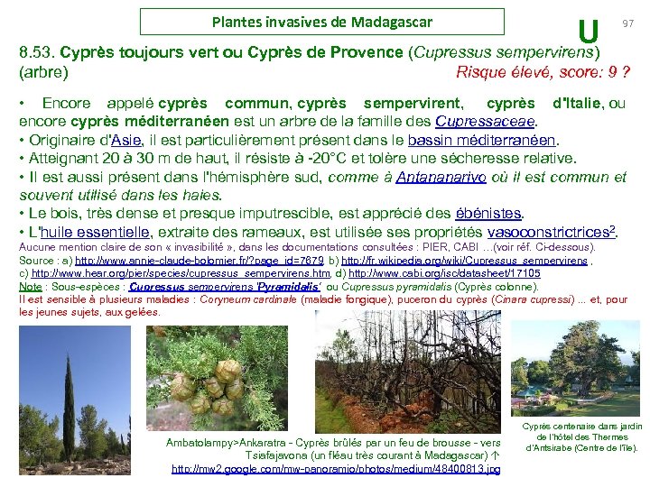 Plantes invasives de Madagascar U 8. 53. Cyprès toujours vert ou Cyprès de Provence