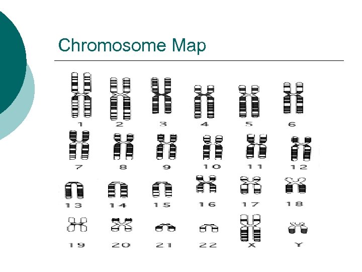 Chromosome Map 