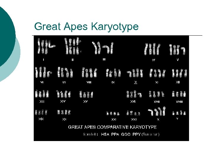 Great Apes Karyotype 
