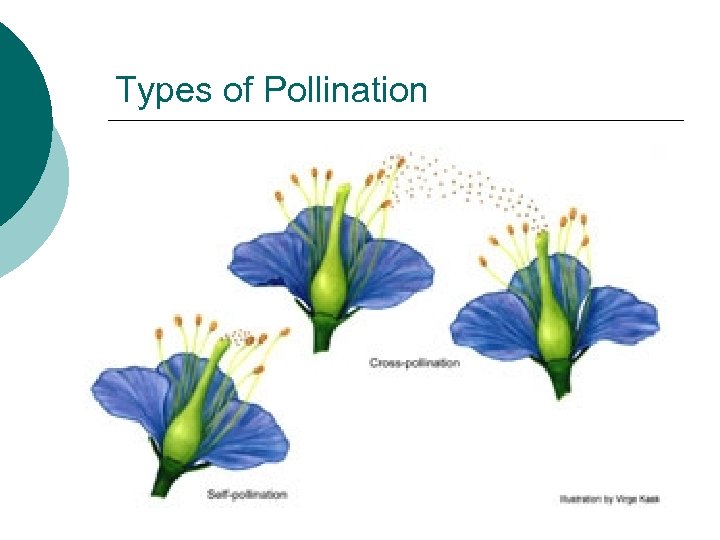 Types of Pollination 