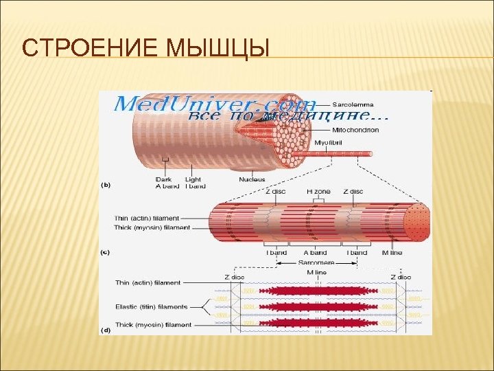 СТРОЕНИЕ МЫШЦЫ 