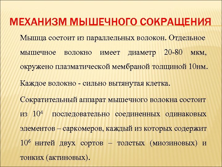 МЕХАНИЗМ МЫШЕЧНОГО СОКРАЩЕНИЯ Мышца состоит из параллельных волокон. Отдельное мышечное волокно имеет диаметр 20