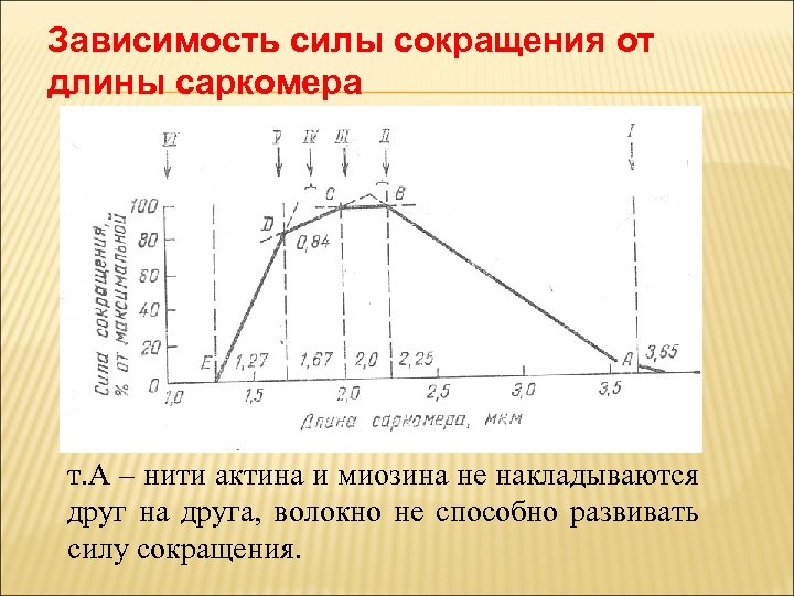 Зависимость силы сокращения от длины саркомера т. А – нити актина и миозина не