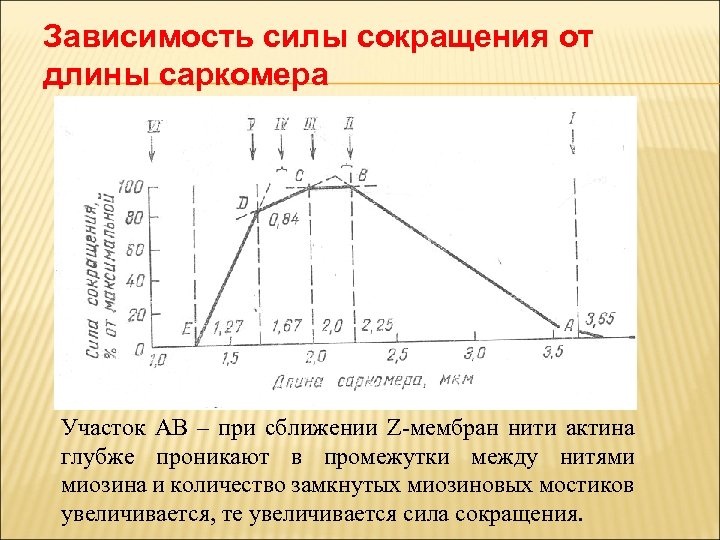 Зависимость силы сокращения от длины саркомера Участок АВ – при сближении Z-мембран нити актина