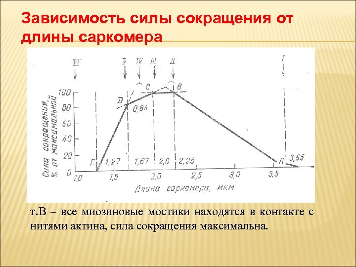 Зависимость силы сокращения от длины саркомера т. В – все миозиновые мостики находятся в