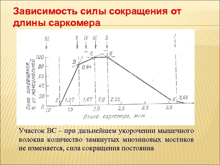 Зависимость силы сокращения от длины саркомера Участок ВС – при дальнейшем укорочении мышечного волокна