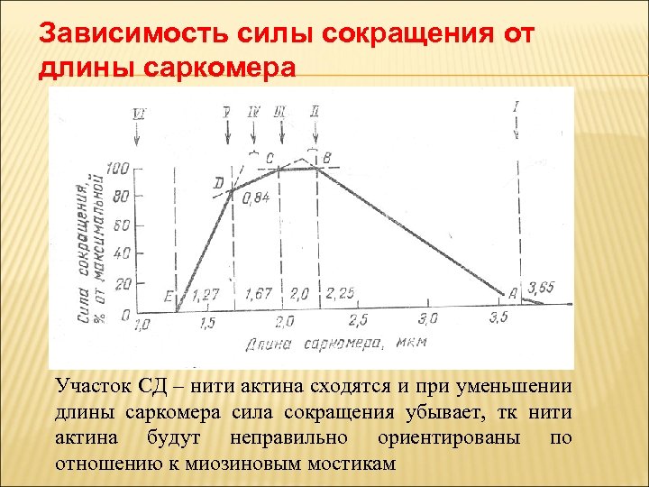 Зависимость силы сокращения от длины саркомера Участок СД – нити актина сходятся и при
