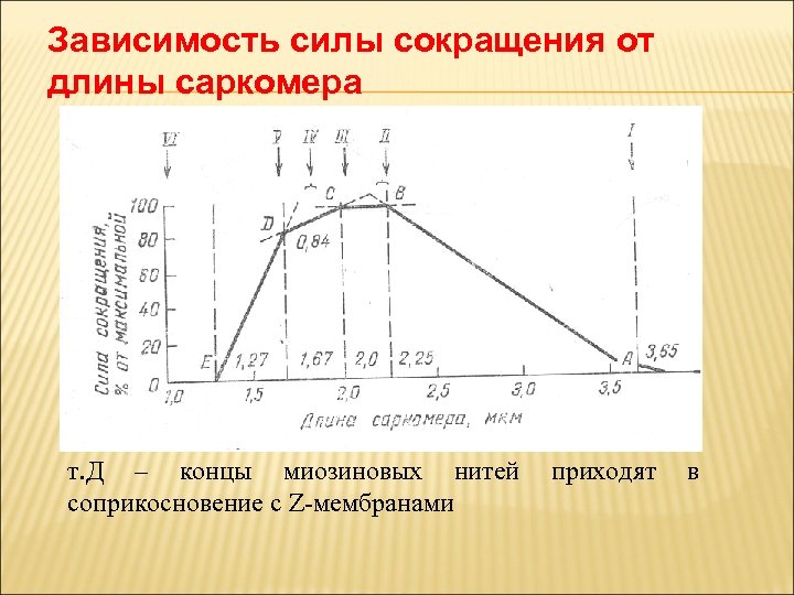 Зависимость силы сокращения от длины саркомера т. Д – концы миозиновых нитей соприкосновение с
