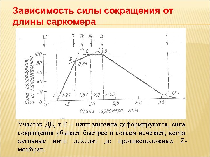 Зависимость силы сокращения от длины саркомера Участок ДЕ, т. Е – нити миозина деформируются,