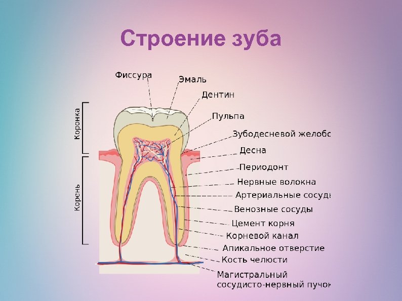 Строение зуба картинка егэ