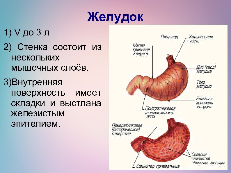 1 желудок. Мышечный слой стенки желудка. Стенка желудка состоит. Внутренняя поверхность желудка выстлана.