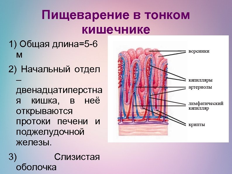 Какие вещества всасываются через ворсинки тонкого кишечника. Ворсинки и кишечные железы. Ворсинки тонкого кишечника. Строение ворсинки тонкого кишечника.