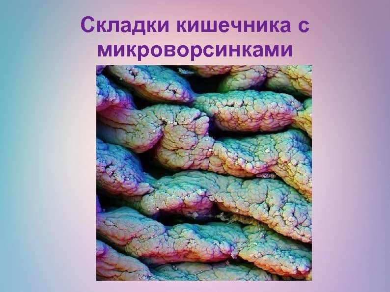 Складки кишечника с микроворсинками 