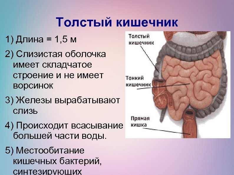 Кишечник особенности и функции. Отделы тонкого и Толстого кишечника человека. Строение тонкой и толстой кишки анатомия. Тонкий кишечник строение анатомия. Толстый и тонкий кишечник анатомия человека.