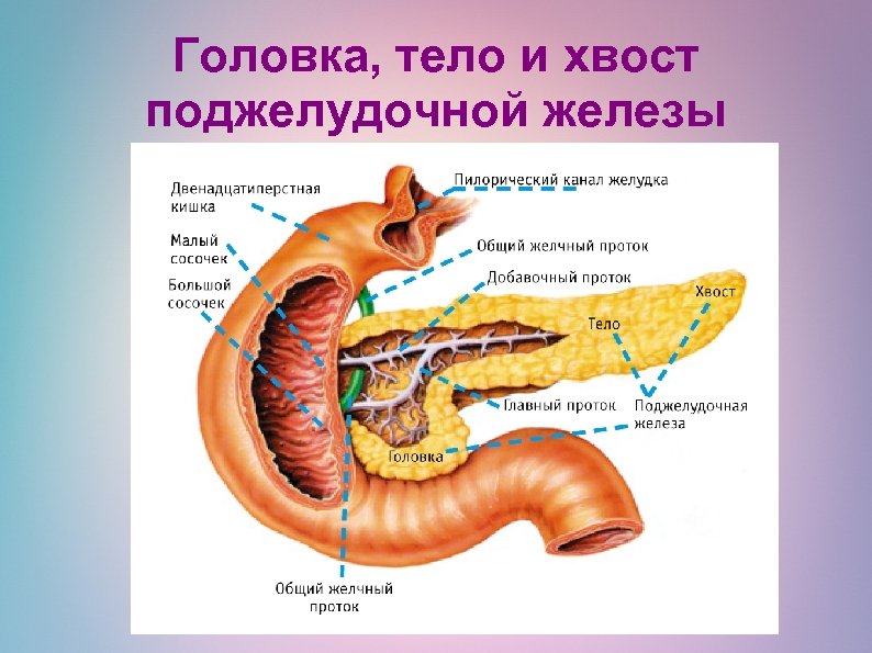 Каково внутреннее строение поджелудочной железы. Головка поджелудочной железы анатомия. Головка и тело поджелудочной железы. Поджелудочная железа головка тело хвост. Хвост поджелудочной железы анатомия.