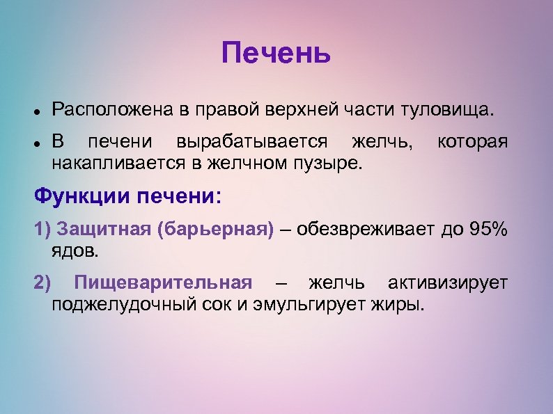 Печень Расположена в правой верхней части туловища. В печени вырабатывается желчь, накапливается в желчном