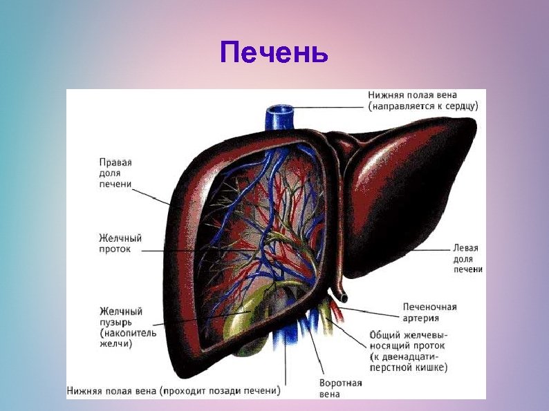 Печень 