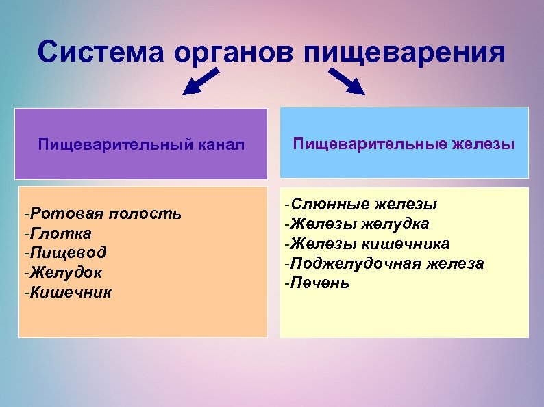 Система органов пищеварения Пищеварительный канал -Ротовая полость -Глотка -Пищевод -Желудок -Кишечник Пищеварительные железы -Слюнные