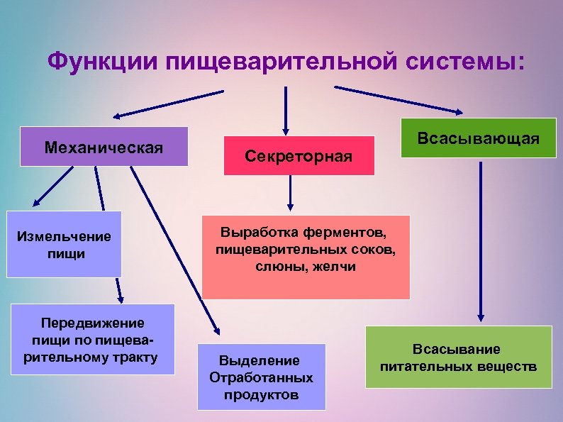 Функции пищеварительной системы