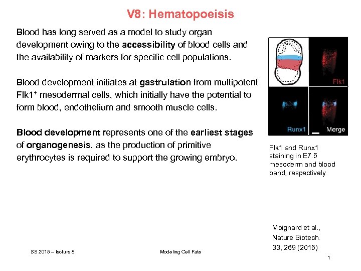 V 8: Hematopoeisis Blood has long served as a model to study organ development