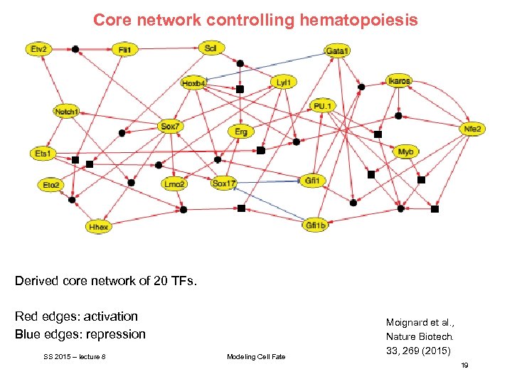 Core network controlling hematopoiesis Derived core network of 20 TFs. Red edges: activation Blue