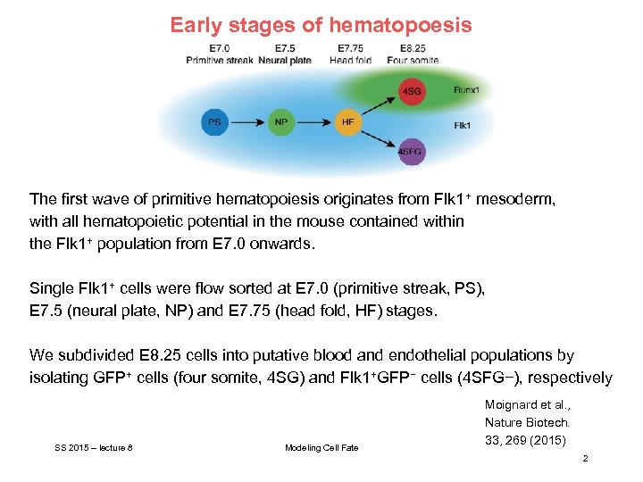 Early stages of hematopoesis The first wave of primitive hematopoiesis originates from Flk 1+