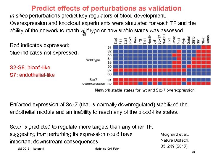 Predict effects of perturbations as validation In silico perturbations predict key regulators of blood