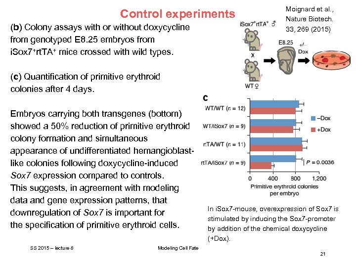 Control experiments (b) Colony assays with or without doxycycline from genotyped E 8. 25