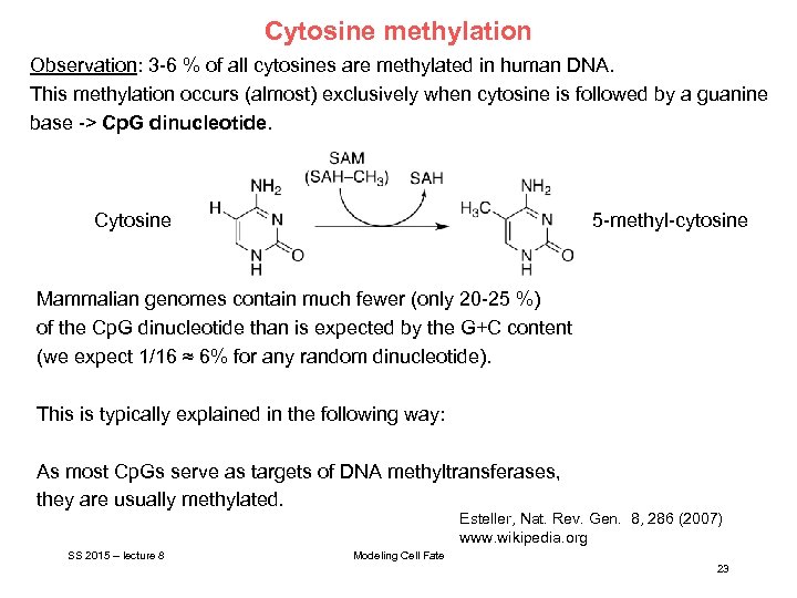 Cytosine methylation Observation: 3 -6 % of all cytosines are methylated in human DNA.