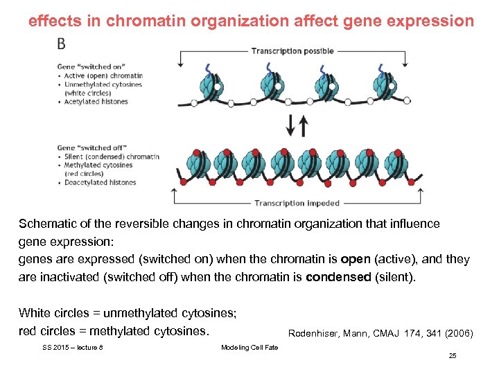 effects in chromatin organization affect gene expression Schematic of the reversible changes in chromatin