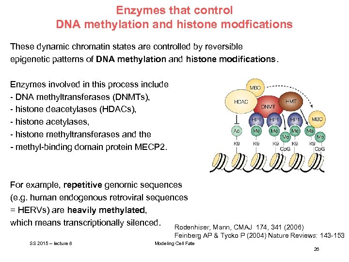 Enzymes that control DNA methylation and histone modfications These dynamic chromatin states are controlled