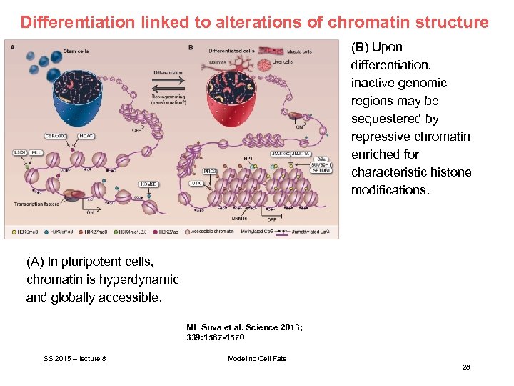 Differentiation linked to alterations of chromatin structure (B) Upon differentiation, inactive genomic regions may