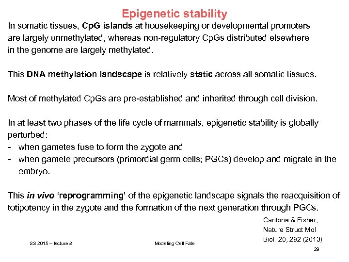 Epigenetic stability In somatic tissues, Cp. G islands at housekeeping or developmental promoters are